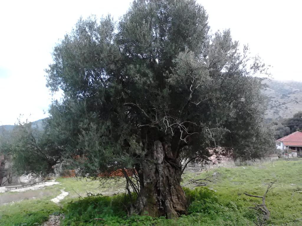 Evangelia Agia Efimia Exterior photo